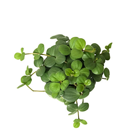 Peperomia Tetraphylla 'Hope' (Umut Sarmaşığı)