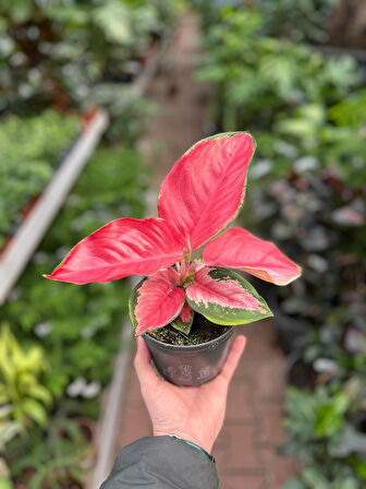 Aglaonema ‘Red Zircon’ (Çin Herdemyeşili)