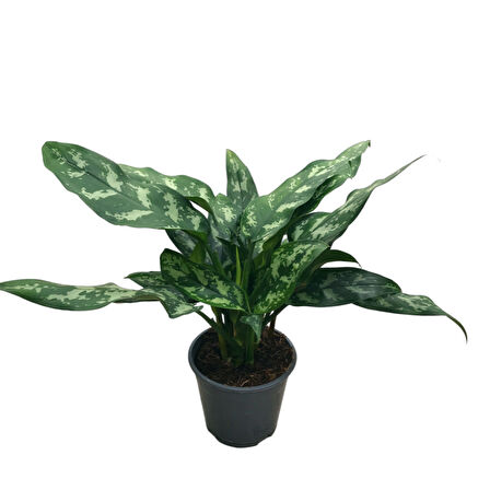 Aglaonema 'Maria' (Çin Herdemyeşili)