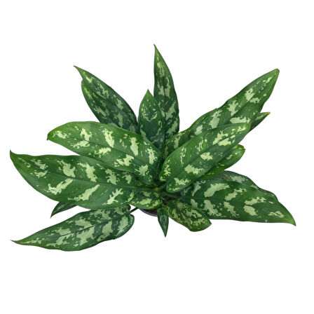 Aglaonema 'Maria' (Çin Herdemyeşili)