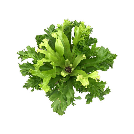 Asplenium Crissie (Eğrelti Otu)