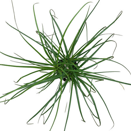 Beaucarnea Recurvata (Nolina Fil Ayağı Bitkisi)