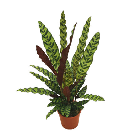 Calathea Lancifolia (Dua Çiçeği)