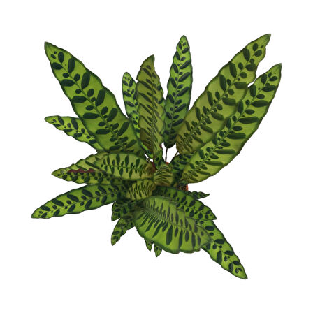 Calathea Lancifolia (Dua Çiçeği)