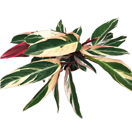 Calathea Triostar (Dua Çiçeği)