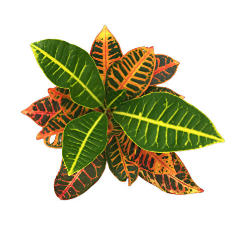 Codiaeum Variegatum 'Petra' (Kraton Çiçeği)