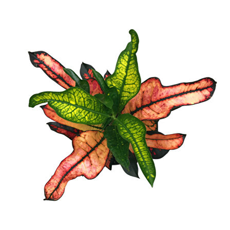 Codiaeum Variegatum 'Wilma' (Kraton Çiçeği)