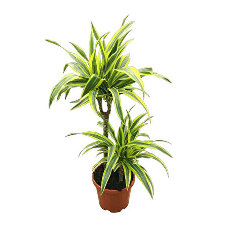 Dracaena Fragrans 'Lemon Lime'