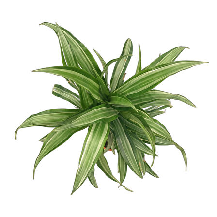 Dracaena Fragrans 'Warneckei'