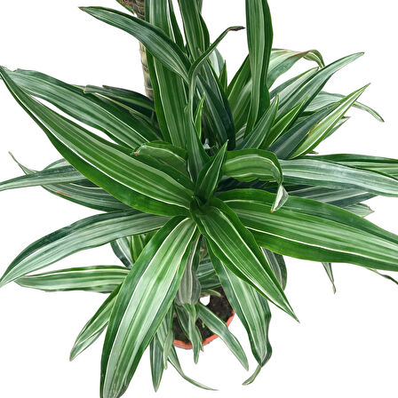 Dracaena Fragrans 'Warneckei'