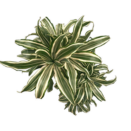 Dracaena Fragrans 'White Jewel'