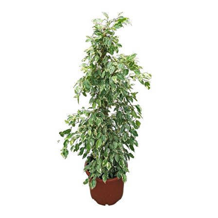 Ficus Benjamina ‘Starlight’ (Kauçuk Çiçeği)