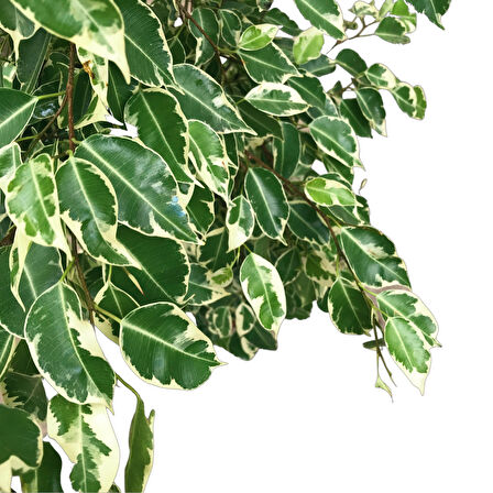 Ficus Benjamina ‘Starlight’ (Kauçuk Çiçeği)
