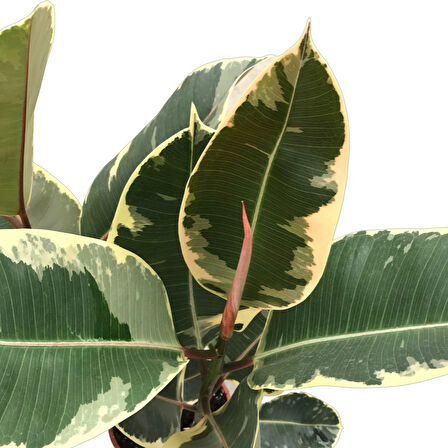 Ficus Elastica 'Tineke' (Kauçuk Çiçeği)