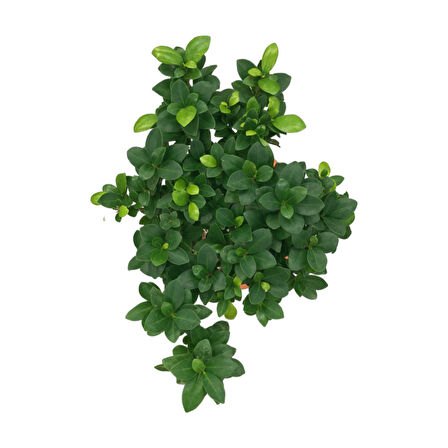 Ficus Microcarpa 'Ginseng Bonsai'