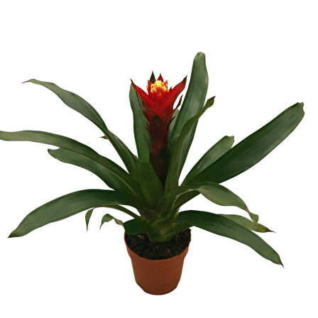 Guzmania Lingulata 'Happyness' (Guzmanya)