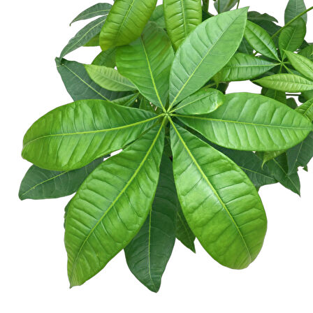 Pachira Aquatica (Para Ağacı)