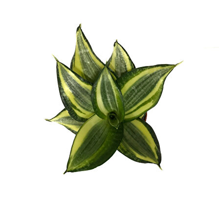 Sansevieria ‘Golden Hahnii’ (Paşa Kılıcı)