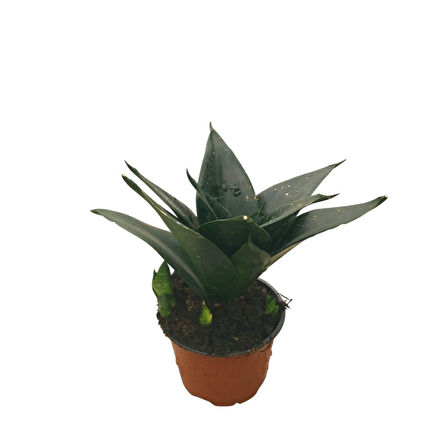 Sansevieria Jade (Paşa Kılıcı)