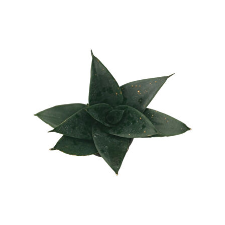Sansevieria Jade (Paşa Kılıcı)