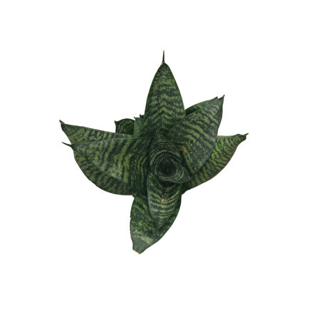 Sansevieria Zeylanica (Paşa Kılıcı)