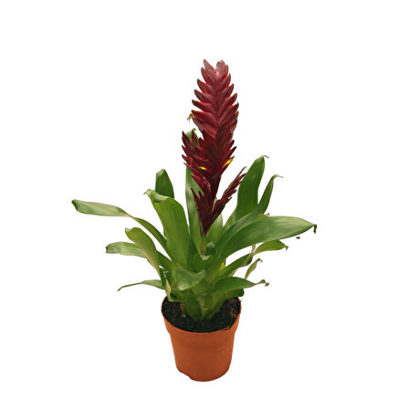 Vriesea Intenso 'Burgundy' (Alev Kılıcı Çiçeği)