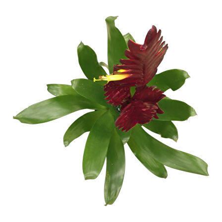 Vriesea Intenso 'Burgundy' (Alev Kılıcı Çiçeği)