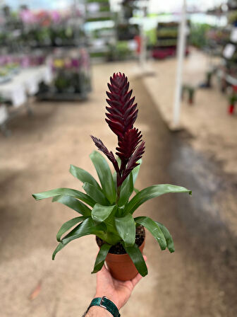 Vriesea Intenso 'Burgundy' (Alev Kılıcı Çiçeği)
