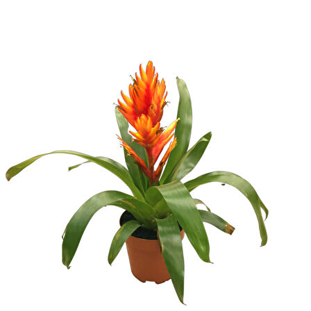 Vriesea Intenso 'Orange' (Alev Kılıcı Çiçeği)