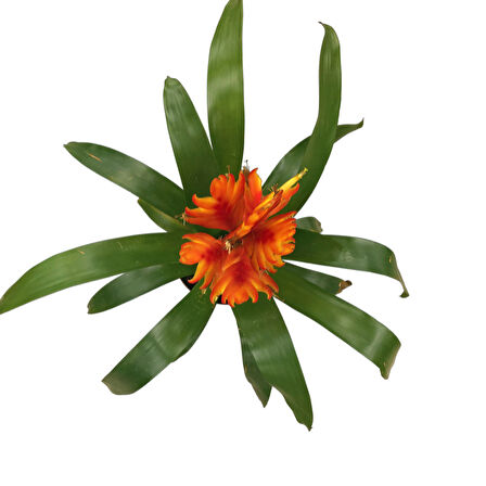 Vriesea Intenso 'Orange' (Alev Kılıcı Çiçeği)