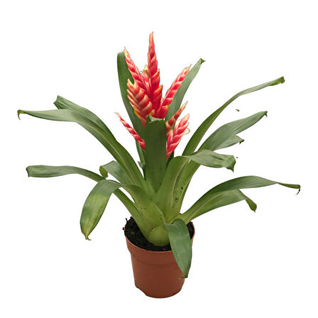 Vriesea Intenso 'Pink' (Alev Kılıcı Çiçeği)