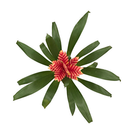 Vriesea Intenso 'Pink' (Alev Kılıcı Çiçeği)