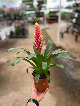 Vriesea Intenso 'Pink' (Alev Kılıcı Çiçeği)