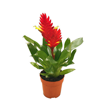 Vriesea Intenso 'Red' (Alev Kılıcı Çiçeği)