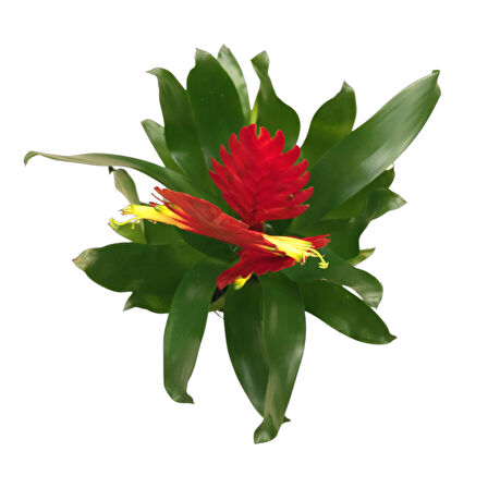Vriesea Intenso 'Red' (Alev Kılıcı Çiçeği)
