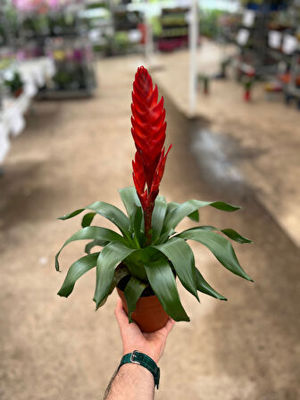 Vriesea Intenso 'Red' (Alev Kılıcı Çiçeği)
