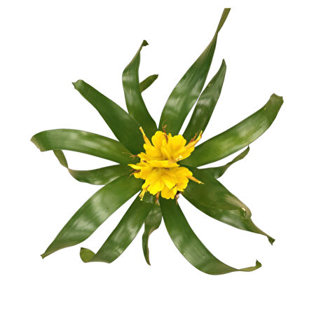 Vriesea Intenso 'Yellow' (Alev Kılıcı Çiçeği)