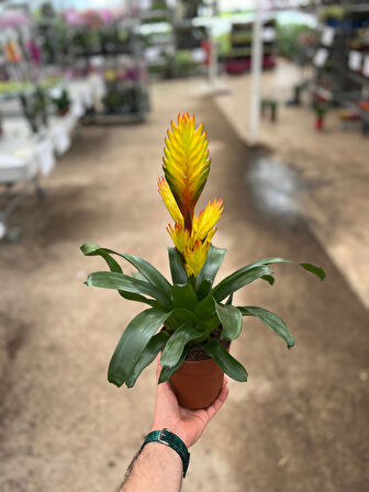 Vriesea Intenso 'Yellow' (Alev Kılıcı Çiçeği)