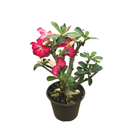 Adenium Obesum (Çöl Gülü)