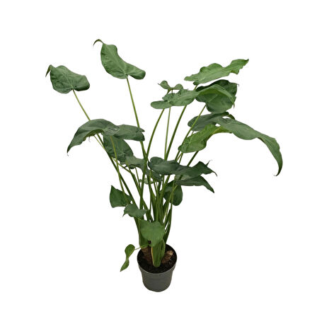 Alocasia Cucullata (Fil Kulağı)