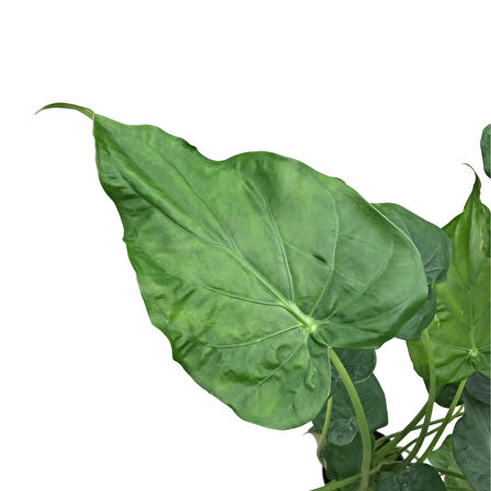 Alocasia Cucullata (Fil Kulağı)