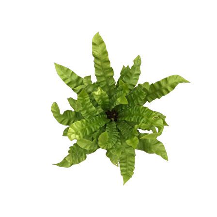 Asplenium Nidus 'Crispy Wave’ (Eğrelti Otu)