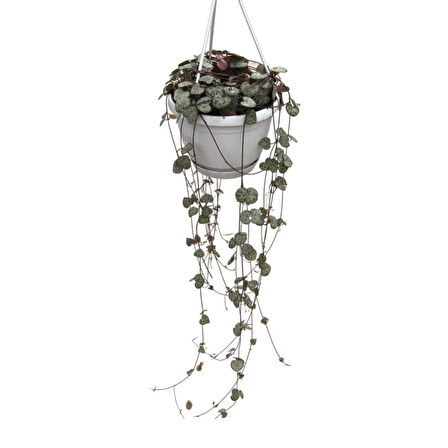 Ceropegia Woodii (Kalp Kalbe Karşı Çiçeği)