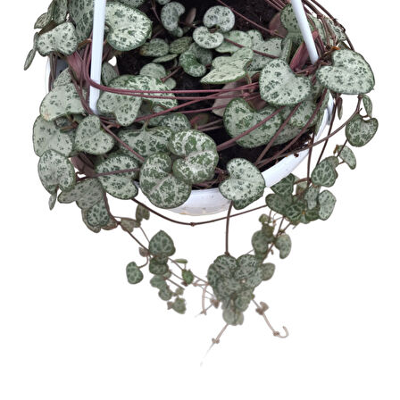 Ceropegia Woodii (Kalp Kalbe Karşı Çiçeği)