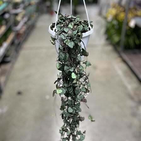 Ceropegia Woodii (Kalp Kalbe Karşı Çiçeği)