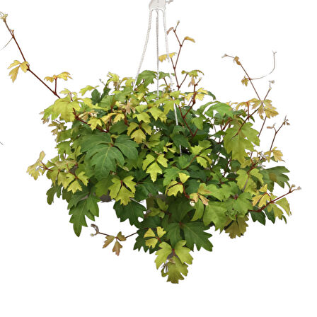 Cissus Rhombifolia 'Ellen Danica'