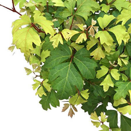 Cissus Rhombifolia 'Ellen Danica'