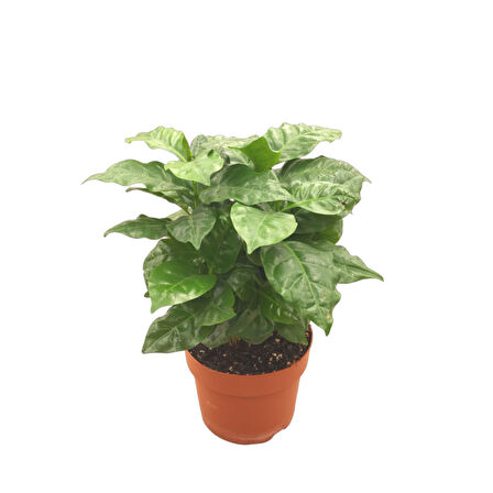 Coffea Arabiaca (Kahve Bitkisi)