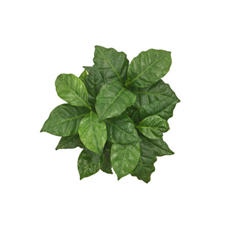 Coffea Arabiaca (Kahve Bitkisi)