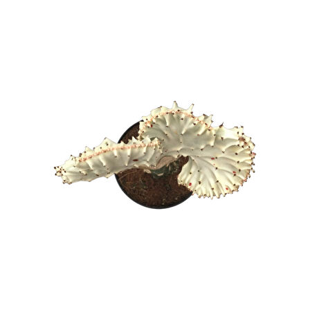Euphorbia Lactea 'Alba Cristata' (Kaktüs)